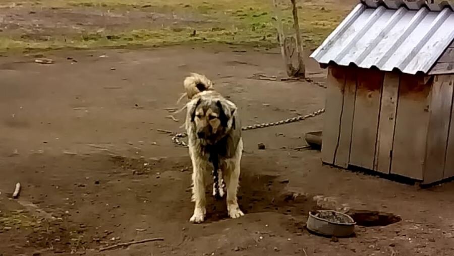 Zbog čega Zrenjanincima smetaju psi i jedna vrsta ptica i šta stoji u njihovim prijavama inspekciji 3 Zbog čega Zrenjanincima smetaju psi i jedna vrsta ptica i šta stoji u njihovim prijavama inspekciji 3