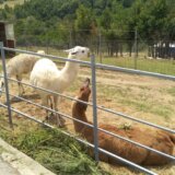 Vranjskoj deci ponuđena ekskurzija sedam kilometara od grada: Košta kao da putuju avionom 7