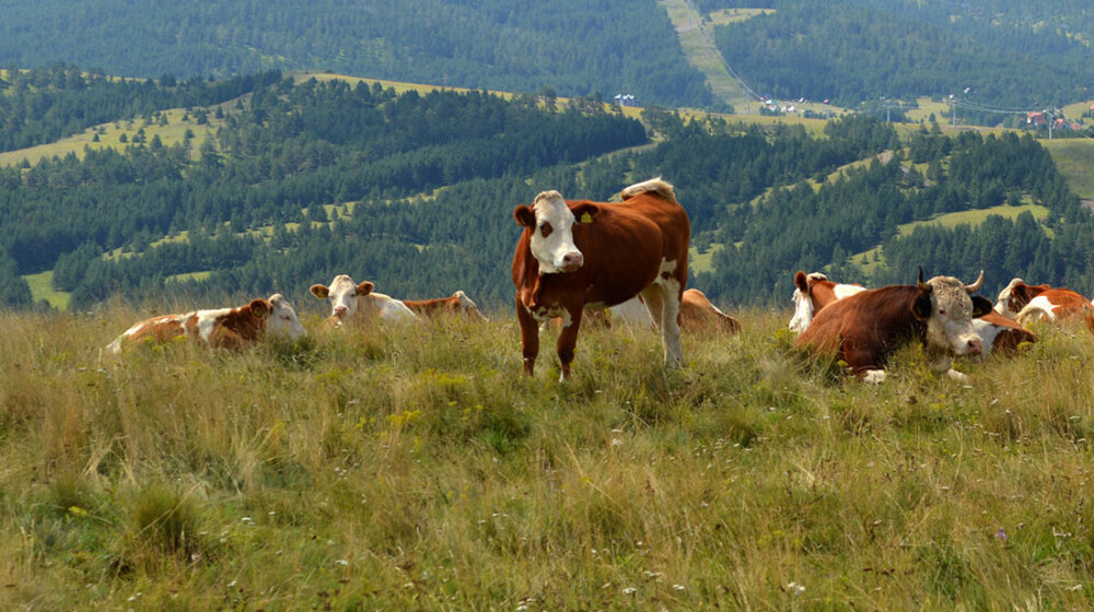 Sve veći posedi, sve manje krava: Šta znače rezultati novog poljoprivrednog popisa u svetlu klimatskih promena? 1