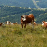 Sve veći posedi, sve manje krava: Šta znače rezultati novog poljoprivrednog popisa u svetlu klimatskih promena? 10