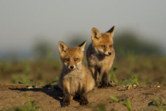 Liiissiica_resize Donji Milanovac: „Wildlife“ ili lični fotograf životinjskog sveta Srbije 9