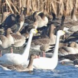 Prvi put ostale da zimuju u Srbiji sprudnik migavac, žuta čaplja, mala sprutka i vlastelica 2