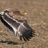 Društvo za zaštitu i proučavanje ptica Srbije pokrenulo kampanju za osiguranje opstanka orla krstaša 14