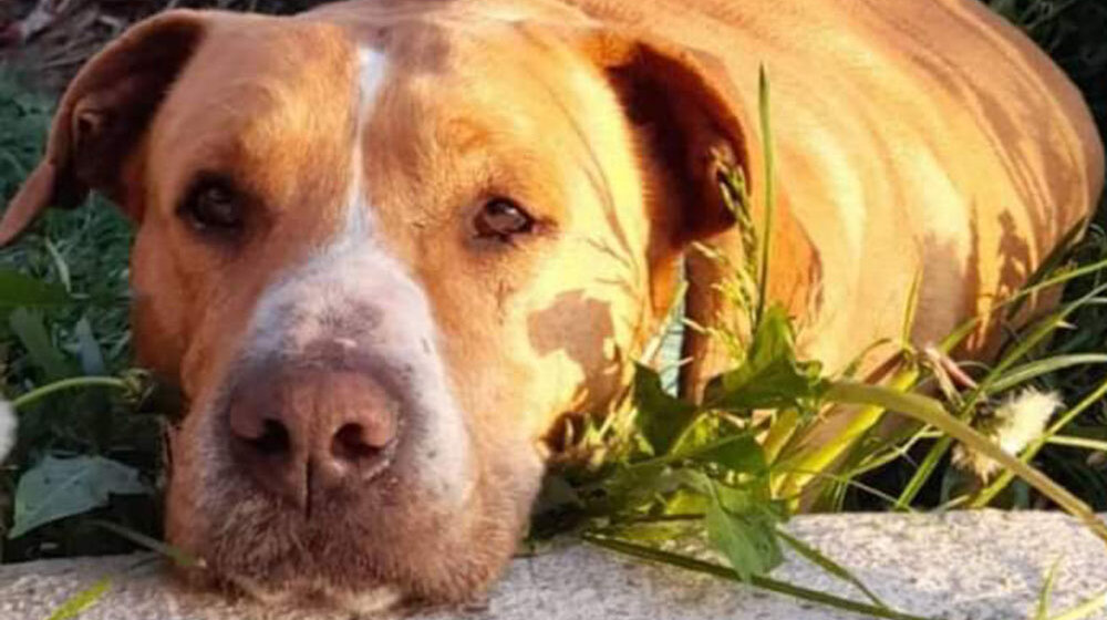 SSP Užice: Ko truje kreozanom pse lutalice po užičkim ulicama 1