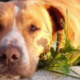 SSP Užice: Ko truje kreozanom pse lutalice po užičkim ulicama 3