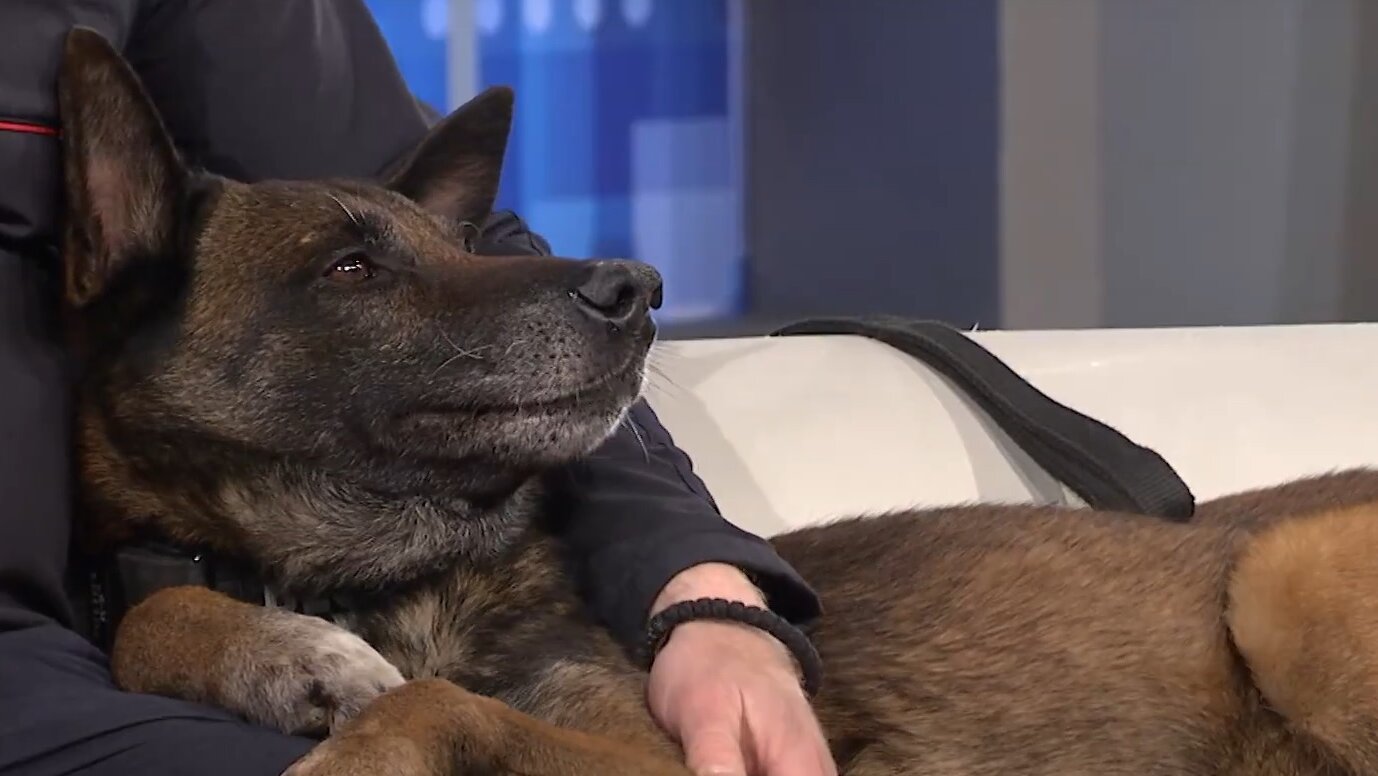 Pas Zigi ide u zasluženu penziju: Biće učitelj za nove mlade pse 2