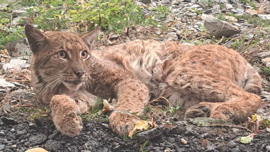 Nakon oporavka od povreda ris Rista se vraća u prirodno stanište u parku Đerdap 1