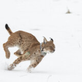 Oporavljeni ris Rista za mesec dana prešao oko 130 kilometara 12