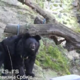 Kakav nas ostatak zime očekuje: Da li su se medvedi u zoološkim vrtovima u Beogradu i na Paliću uplašili svojih senki? 11