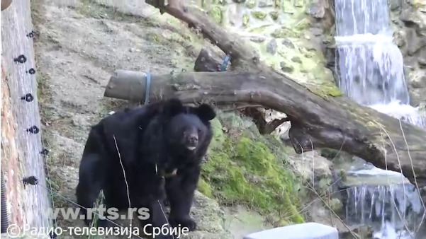 Kakav nas ostatak zime očekuje: Da li su se medvedi u zoološkim vrtovima u Beogradu i na Paliću uplašili svojih senki? 1