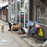 "Omogućava ubijanje životinja, korupciju i profiterstvo na patnji": Tamara Milenković Kerković traži povlačenje Nacrta zakona o dobrobiti životinja 2