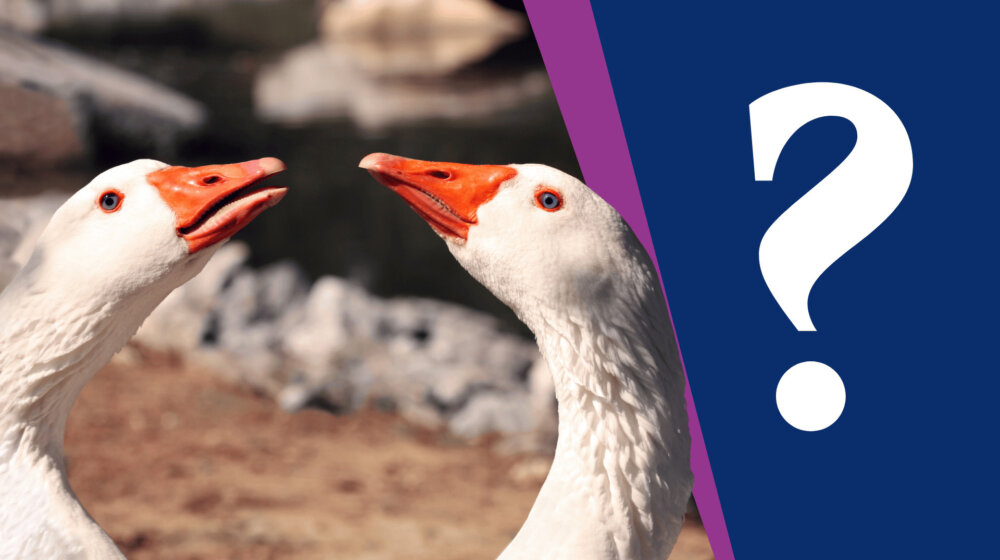 Leti perje u Mokrinu: Da li su borbe gusana "prirodni nagon" ili krivično delo? 1