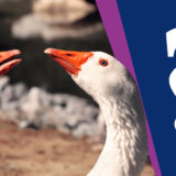 Leti perje u Mokrinu: Da li su borbe gusana "prirodni nagon" ili krivično delo? 5