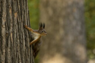 Veverica 5_resize Donji Milanovac: „Wildlife“ ili lični fotograf životinjskog sveta Srbije 6