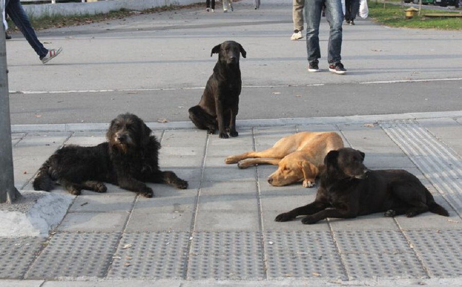 SSP: Nedopustiva izmena Zakona o dobrobiti životinja 1