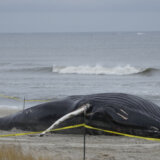 Kit na Havajima uginuo sa ribarskim mrežama, plastičnim kesama u stomaku 12