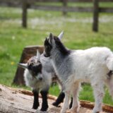 Bivši direktor ubio četiri koze iz zoo vrta i poslužio ih na zabavi 5