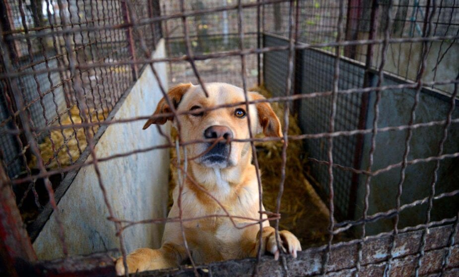 Apel sa 40.000 potpisa građana za zaštitu pasa u prihvatilištima biće upućen sutra Ministarstvu poljoprivrede, šumarstva i vodoprivrede 1