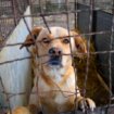 Apel sa 40.000 potpisa građana za zaštitu pasa u prihvatilištima biće upućen sutra Ministarstvu poljoprivrede, šumarstva i vodoprivrede 17
