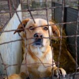 Apel sa 40.000 potpisa građana za zaštitu pasa u prihvatilištima biće upućen sutra Ministarstvu poljoprivrede, šumarstva i vodoprivrede 2