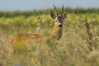crni rog2_resize Donji Milanovac: „Wildlife“ ili lični fotograf životinjskog sveta Srbije 3