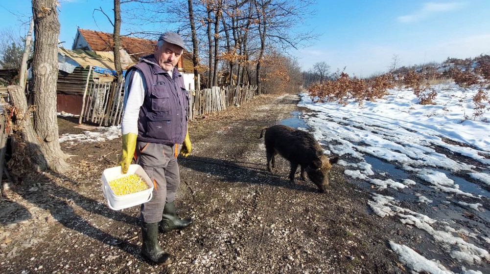 "Obožava kad sviram frulu, imam utisak da hoće da zapeva": Bivši lovac iz Bora pripitomio divlju svinju 4