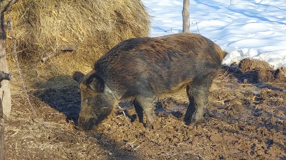 "Obožava kad sviram frulu, imam utisak da hoće da zapeva": Bivši lovac iz Bora pripitomio divlju svinju 3