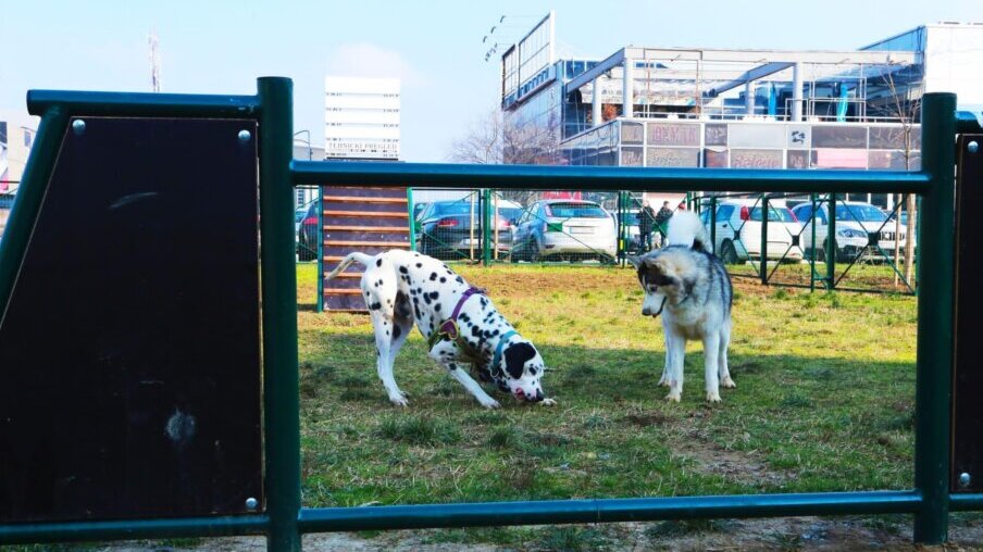 Šapić: Planira se uređenje desetak parkova za pse u Beogradu 2