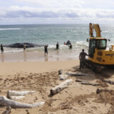 Jedanaest nasukanih kitova spaseno u Šri Lanki 6