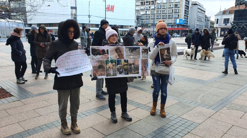 Udruženje Pit iz Niša: Uginulo mače koje je zlostavljao šestogodišnji dečak 1