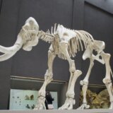 Kopali tunel za metro - pronašli ostatke mamuta stare 20.000 godina 10