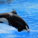 Uginula jedna od najstarijih orki na svetu: Planirano da bude puštena nazad u okean 1