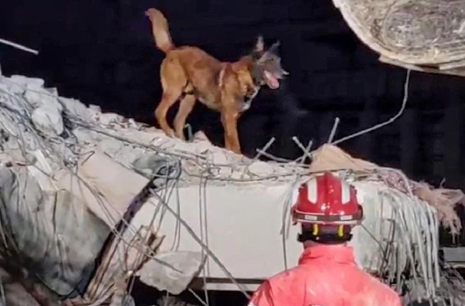 Kratkodlaki heroj: Ko je pas Zigi, koji je dosad spasio dva života u Turskoj? 2