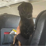 Turske aviokompanije letom u prvoj kalsi nagradile pse koji su tražili preživele 9