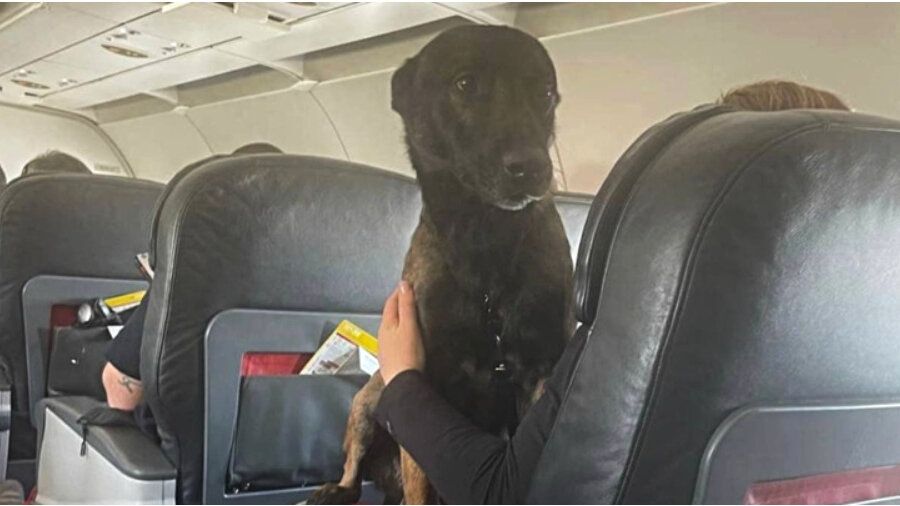Turske aviokompanije letom u prvoj klasi nagradile pse koji su tražili preživele 1