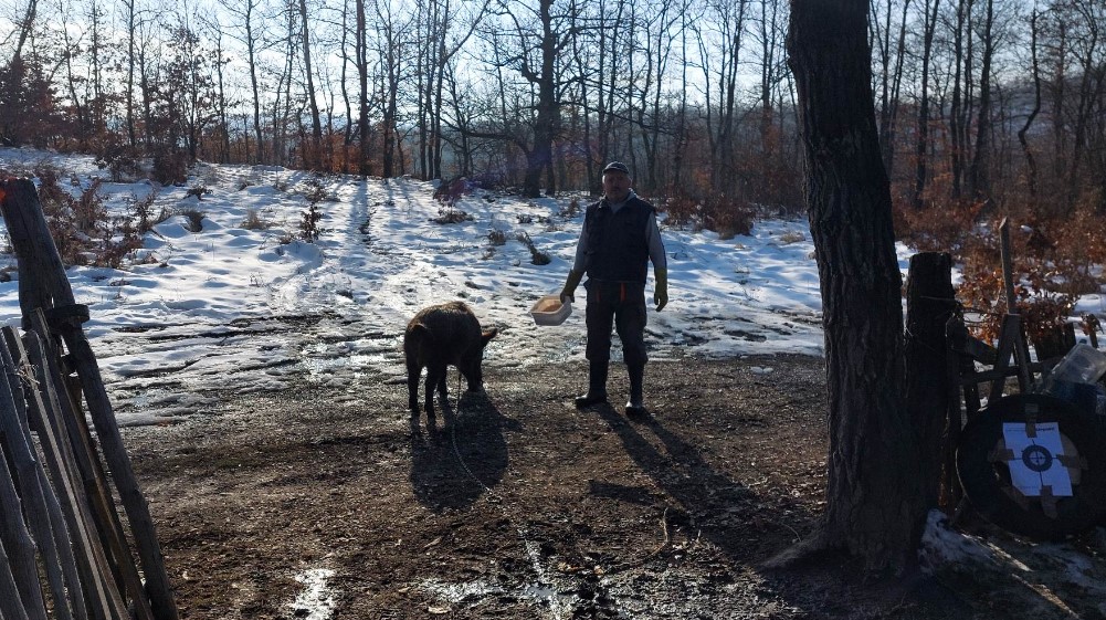"Obožava kad sviram frulu, imam utisak da hoće da zapeva": Bivši lovac iz Bora pripitomio divlju svinju 6