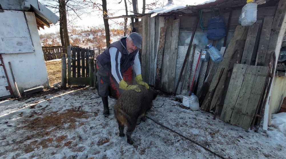 "Obožava kad sviram frulu, imam utisak da hoće da zapeva": Bivši lovac iz Bora pripitomio divlju svinju 7