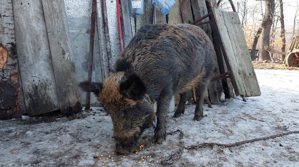 "Obožava kad sviram frulu, imam utisak da hoće da zapeva": Bivši lovac iz Bora pripitomio divlju svinju 8