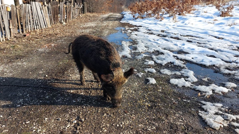 "Obožava kad sviram frulu, imam utisak da hoće da zapeva": Bivši lovac iz Bora pripitomio divlju svinju 5