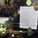 Status lekara i apotekara bio je izjednačen sa položajem vlastele 1