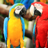 Šverc egzotičnih ptica preko Srbije: Ugrožene vrste papagaja vrednosti nekoliko desetina hiljada evra 1