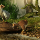 Američki startap: Dešifrovali smo genom izumrle ptice dodo, možemo da je vratimo u život 2