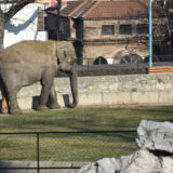 "Drveće nije jedino što znamo da treba divljim životinjama": Stručnjaci za Danas o ideji izmeštanja Zoo vrta na Adu Ciganliju 9