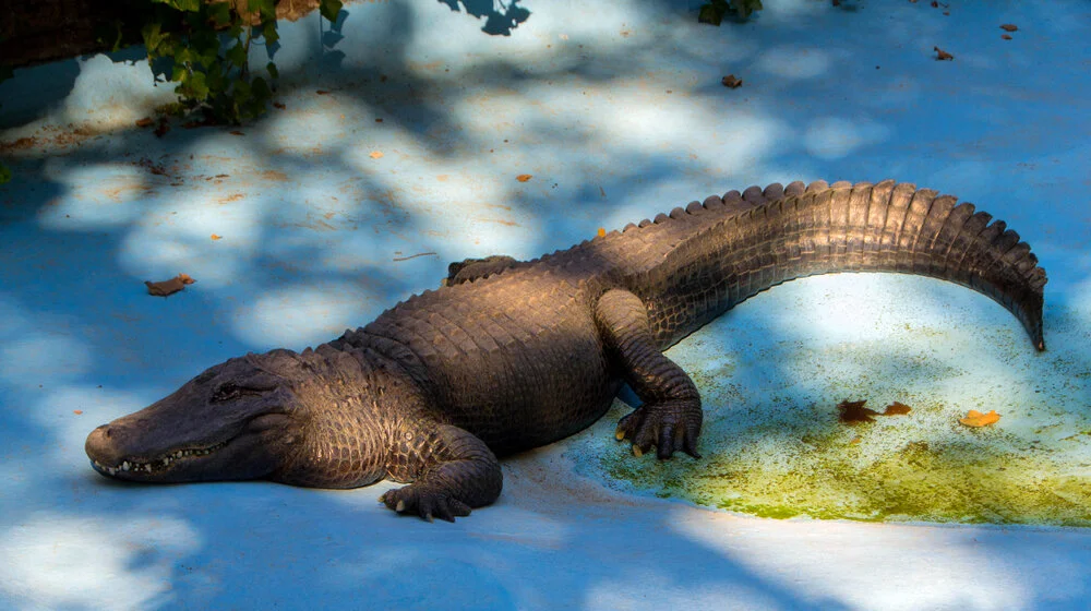 Kako će aligator Muja da preživi selidbu Zoološkog vrta? 1