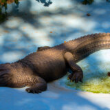 Kako će aligator Muja da preživi selidbu Zoološkog vrta? 13
