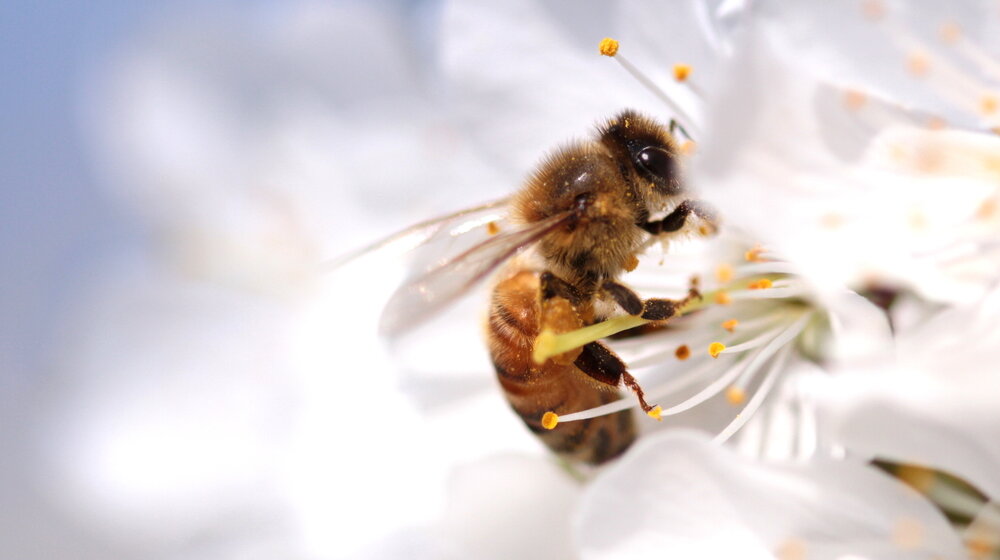 Da li ste se nekada zapitali: Imaju li pčele kolena? 1