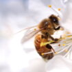 Savez pčelarskih organizacija Srbije: Zbog niskih temperatura neće biti bagremovog meda 17