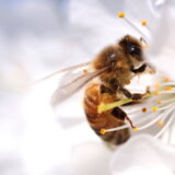 Savez pčelarskih organizacija Srbije: Zbog niskih temperatura neće biti bagremovog meda 5