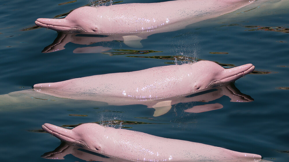 Dva ugrožena ružičasta delfina spasena u Kolumbiji 1
