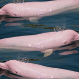 Dva ugrožena ružičasta delfina spasena u Kolumbiji 7